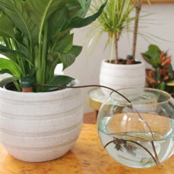 Blumat Automatic Pot Plant Waterers -Verdura Garden Store BAPPW5