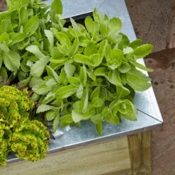 Forest Garden Cambridge Planter -Verdura Garden Store FGCPK2