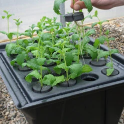 Hydropod Propagator -Verdura Garden Store HYCP13