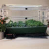 Deluxe EarlyGrow Propagator 12 Deluxe EarlyGrow Propagator -Verdura Garden Store MPEARLPDLX2