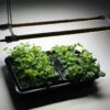 Cosmorrow LED Grow Lights 4 Cosmorrow LED Grow Lights -Verdura Garden Store MXCGLLB4710