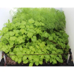 Ergrownomics - Four Square Planter Set -Verdura Garden Store OPM8 4cb5274c 1f3c 4923 9f44 40ca7d7527a3