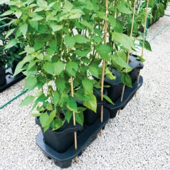 Quadgrow Planter 19 Quadgrow Planter -Verdura Garden Store QGP13