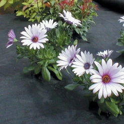 Weed Mulch 13 Weed Mulch -Verdura Garden Store WMU8