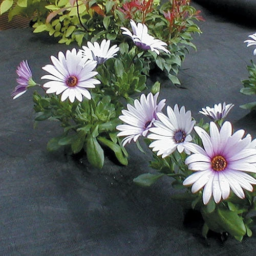 Weed Mulch 7 Weed Mulch - Image 7