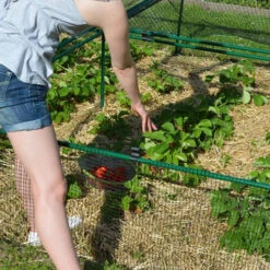 1' 6" High X 8' Wide Fruit & Vegetable Cage 8 1' 6" High X 8' Wide Fruit & Vegetable Cage -Verdura Garden Store fc1684