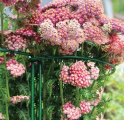 Gard N Hoop -Verdura Garden Store gnh3 1