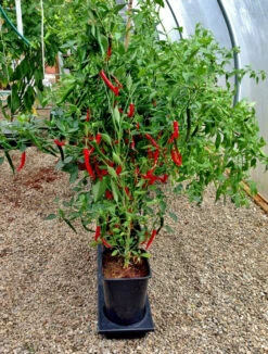 Triplegrow Planter Chillegrow -Verdura Garden Store gstgp12