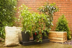 Triplegrow Planter Chillegrow -Verdura Garden Store gstgp13