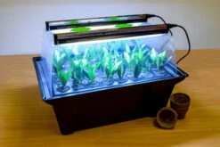Hydropod Propagator -Verdura Garden Store hycp2 4