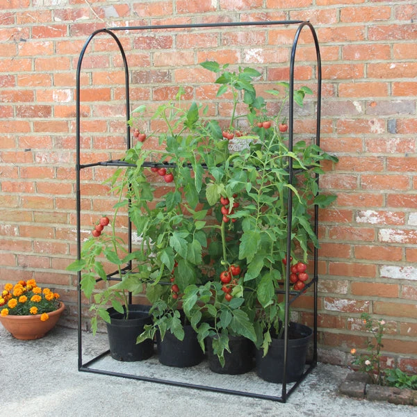 Tomato Crop-Booster Frame 1 Tomato Crop-Booster Frame