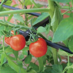 Tomato Crop-Booster Frame 8 Tomato Crop-Booster Frame -Verdura Garden Store image 108259