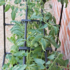 Tomato Crop-Booster Frame 7 Tomato Crop-Booster Frame -Verdura Garden Store image 108260