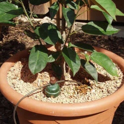 Tropf Blumat Tank Kit -Verdura Garden Store image 139460