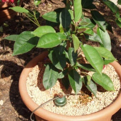 Tropf Blumat Tank Kit -Verdura Garden Store image 139462