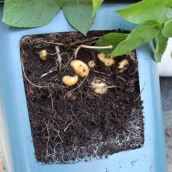 Potato Pots 5 Potato Pots -Verdura Garden Store image 139513