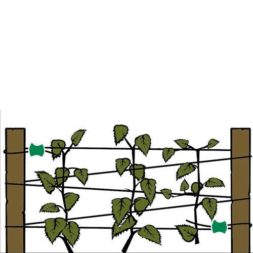 Gripple Plant Support System Starter Pack 4 Gripple Plant Support System Starter Pack - Image 4