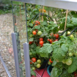 Access Double Tomato House 5 Access Double Tomato House -Verdura Garden Store image 64340