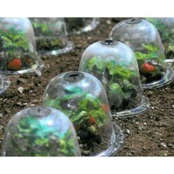 Baby Bells Pack Of 3 -Verdura Garden Store image 65781