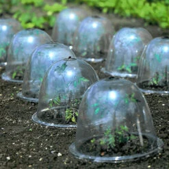 Baby Bells Pack Of 3 -Verdura Garden Store image 65782