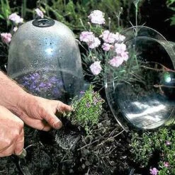 Baby Bells Pack Of 3 -Verdura Garden Store image 65785