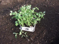 Compact Plant Trainer -Verdura Garden Store image 65987