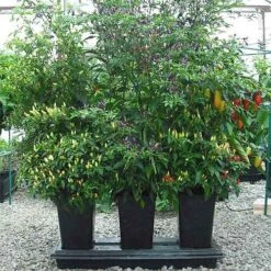 Triplegrow Planter Chillegrow -Verdura Garden Store image 83432