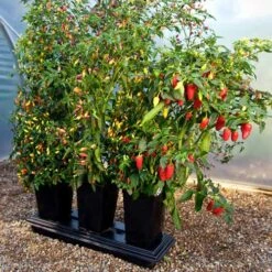 Triplegrow Planter Chillegrow -Verdura Garden Store image 83434