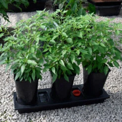 Triplegrow Planter Chillegrow -Verdura Garden Store image 83440