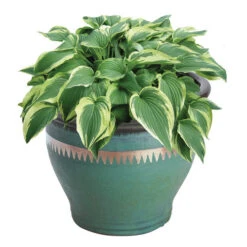 No Go Slug And Snail Copper Tape