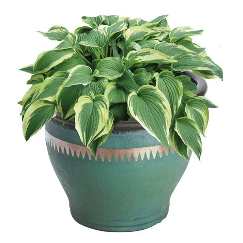 No Go Slug And Snail Copper Tape 1 No Go Slug And Snail Copper Tape