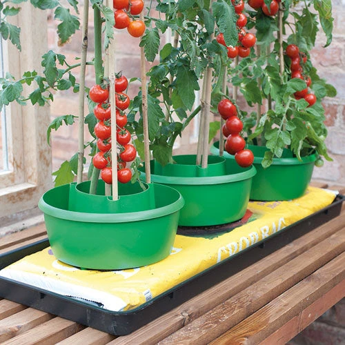 Plant Halos 1 Plant Halos