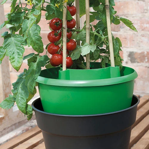 Plant Halos 8 Plant Halos - Image 8