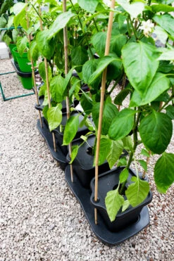 Quadgrow Planter 17 Quadgrow Planter -Verdura Garden Store qgp11