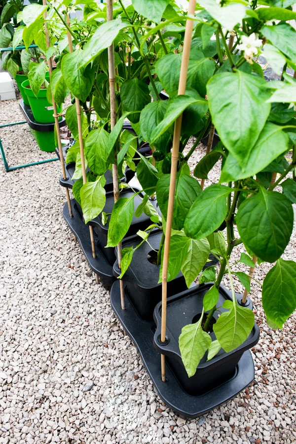 Quadgrow Planter 8 Quadgrow Planter - Image 8